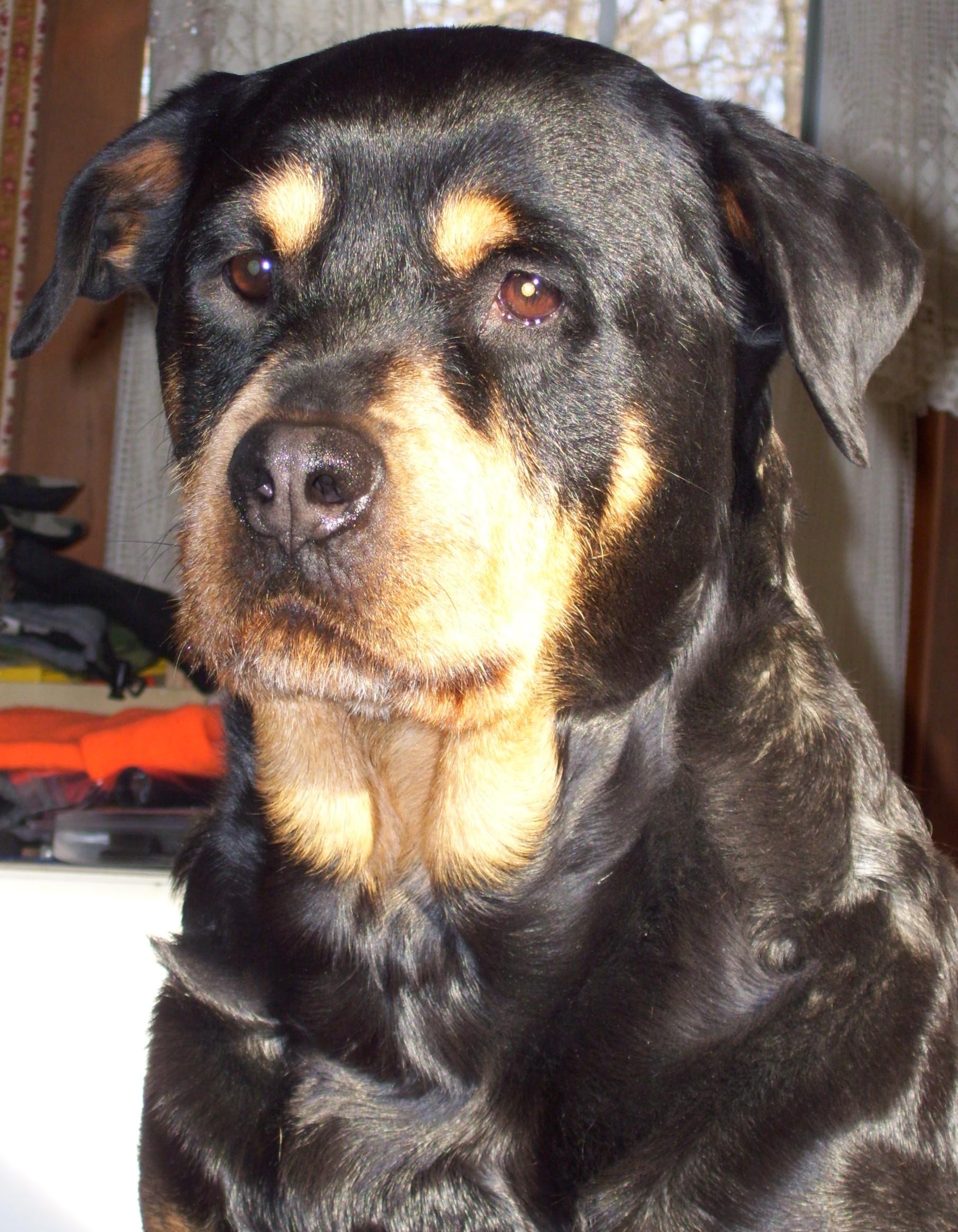 Furnished Rottweilers (facial wire coat)