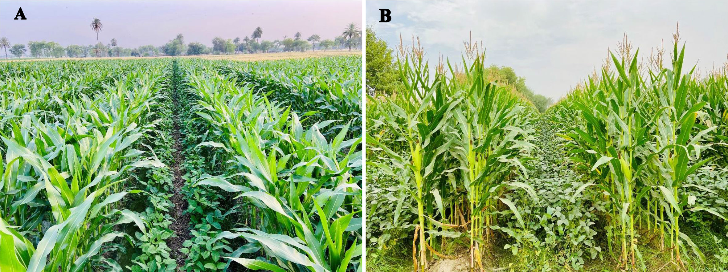 Frontiers Maize/soybean strip intercropping produces higher crop yields and saves water under