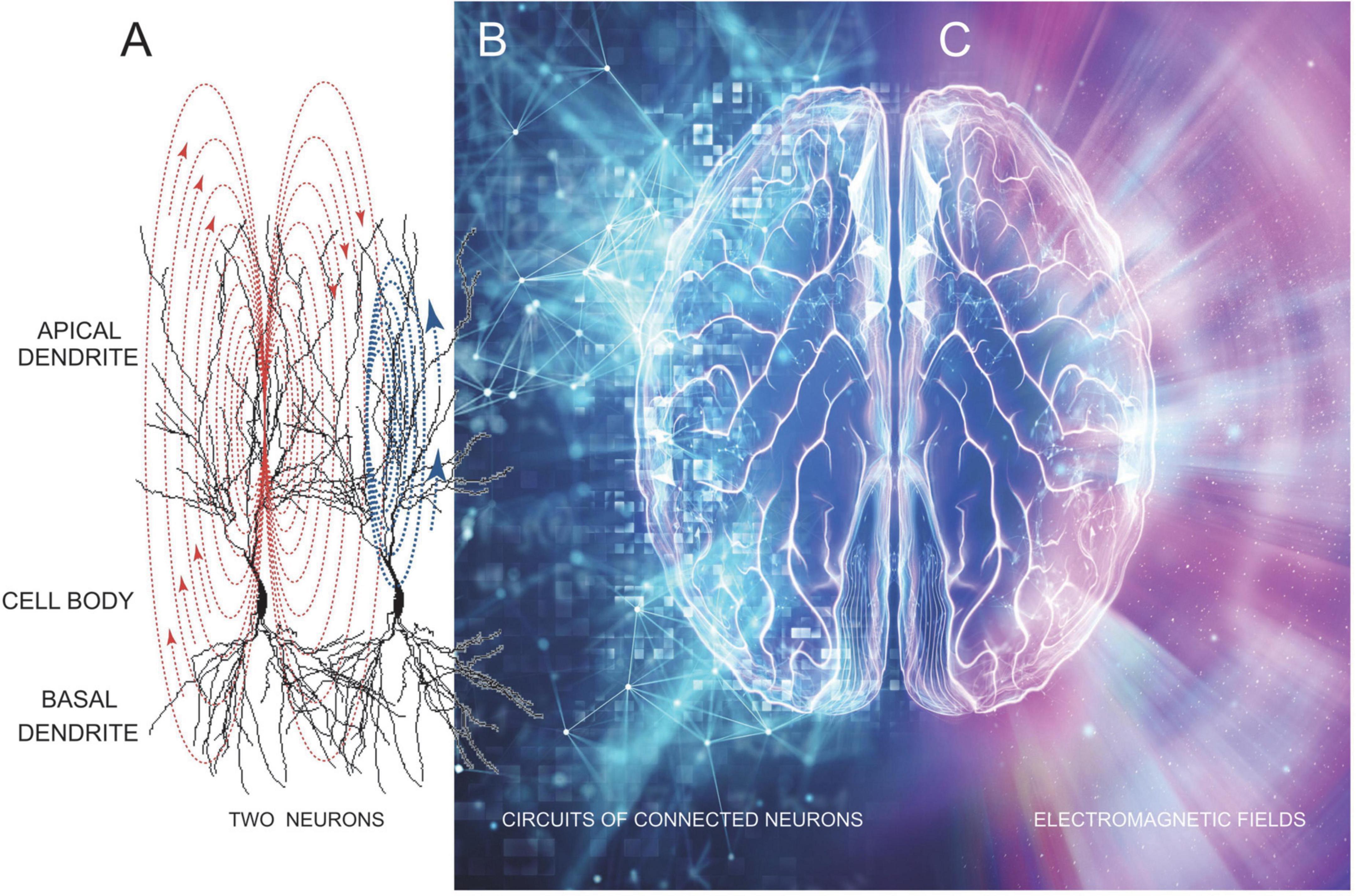 Frontiers Consciousness and inward field interactions