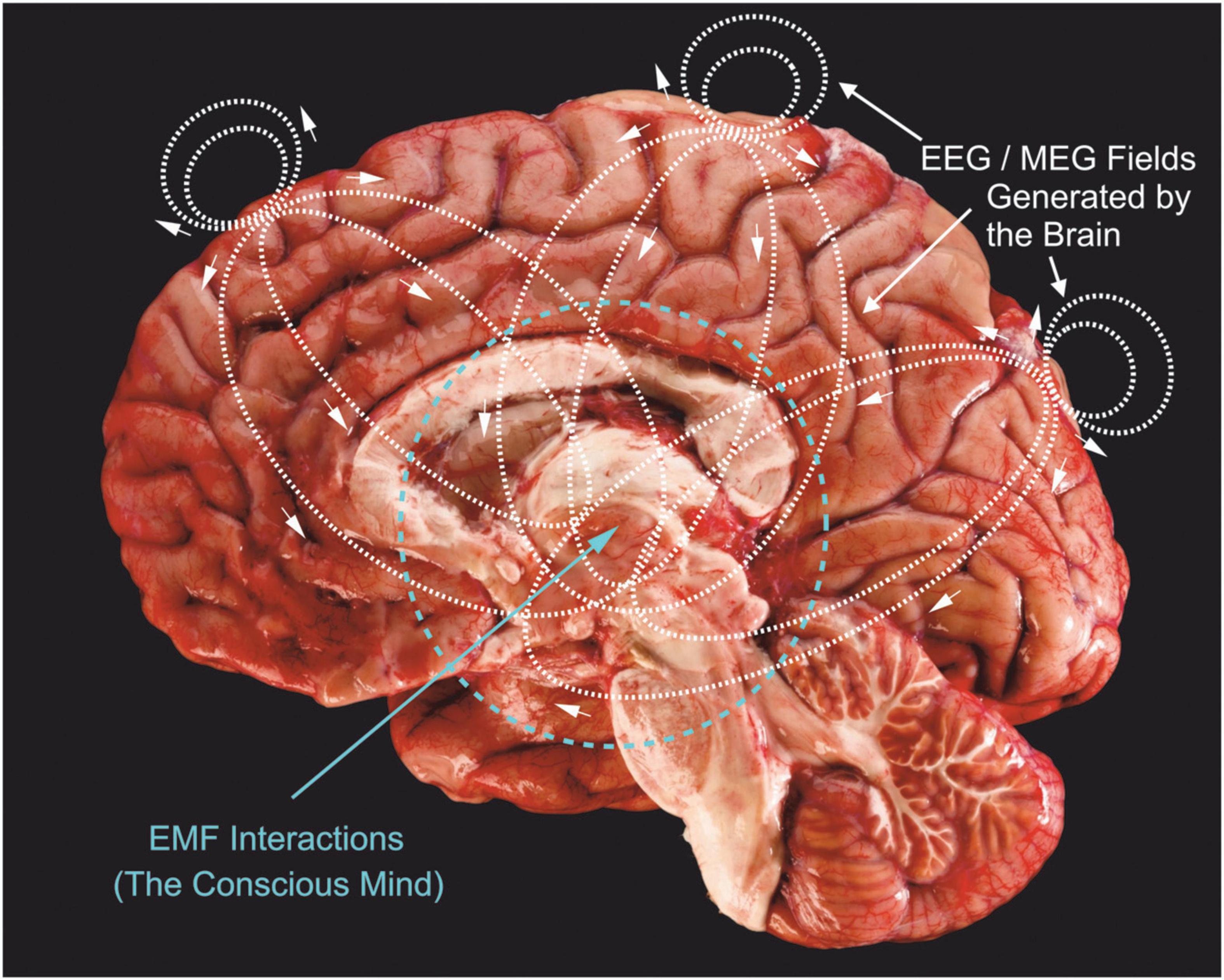 Frontiers Consciousness and inward field interactions