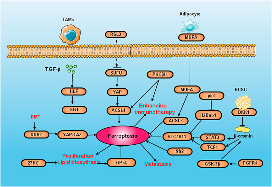 Frontiers Targeting ferroptosis, the achilles’ heel of breast cancer