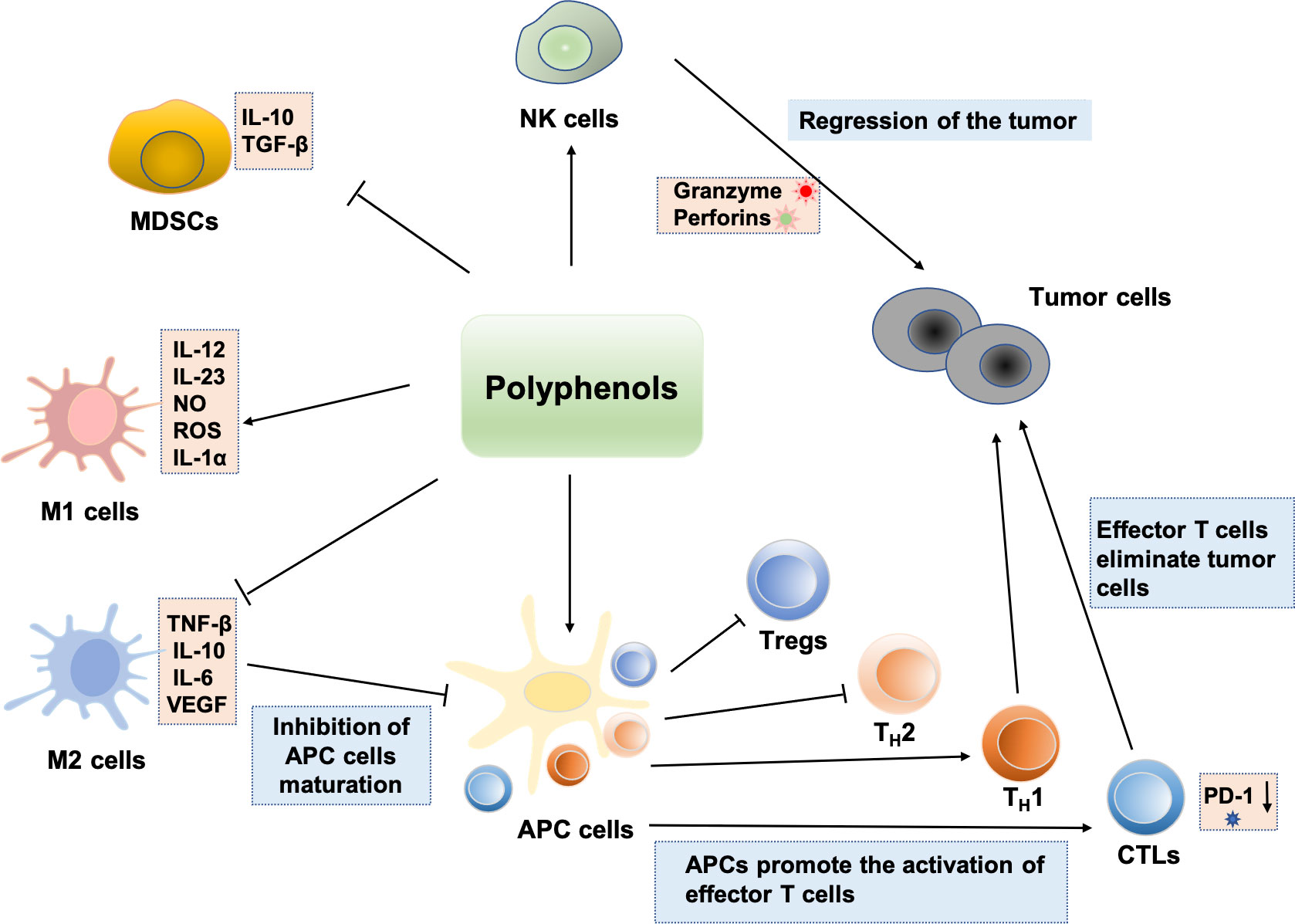 Frontiers Tumor immunomodulatory effects of polyphenols