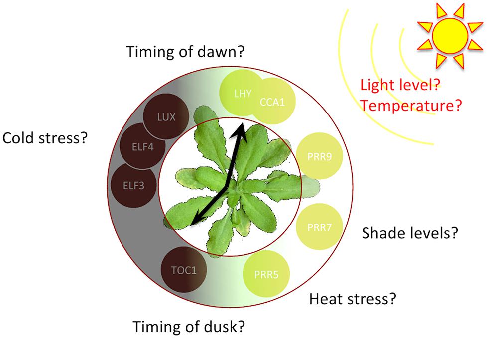 Frontiers Stochastic models of cellular circadian rhythms in plants