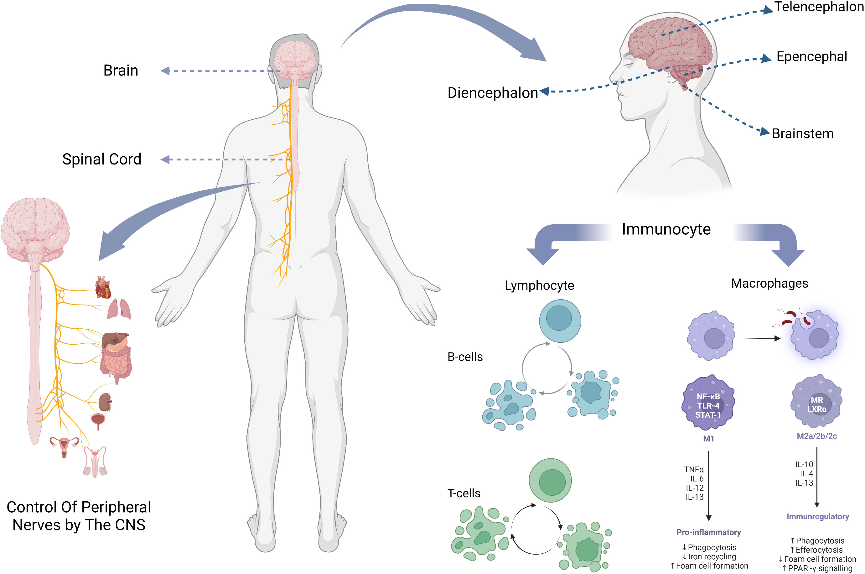 Frontiers CNS and CNS diseases in relation to their immune system