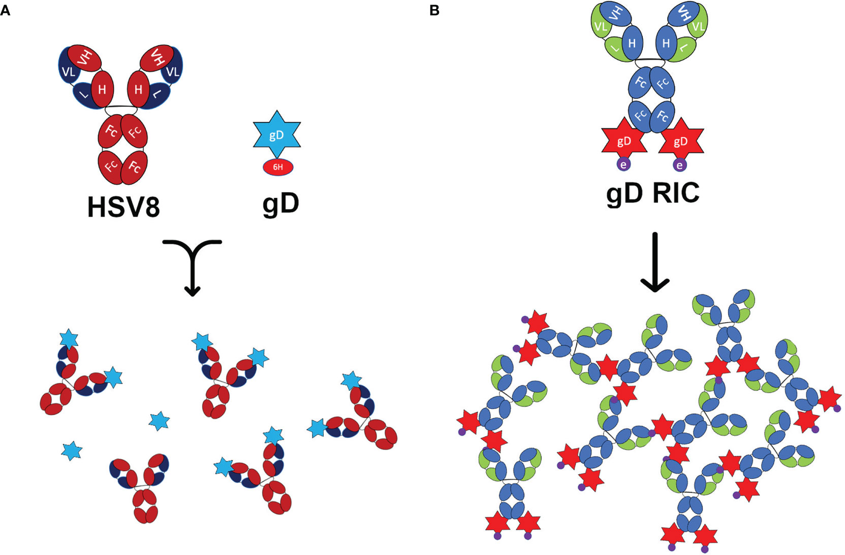 Frontiers A selfbinding immune complex vaccine elicits strong