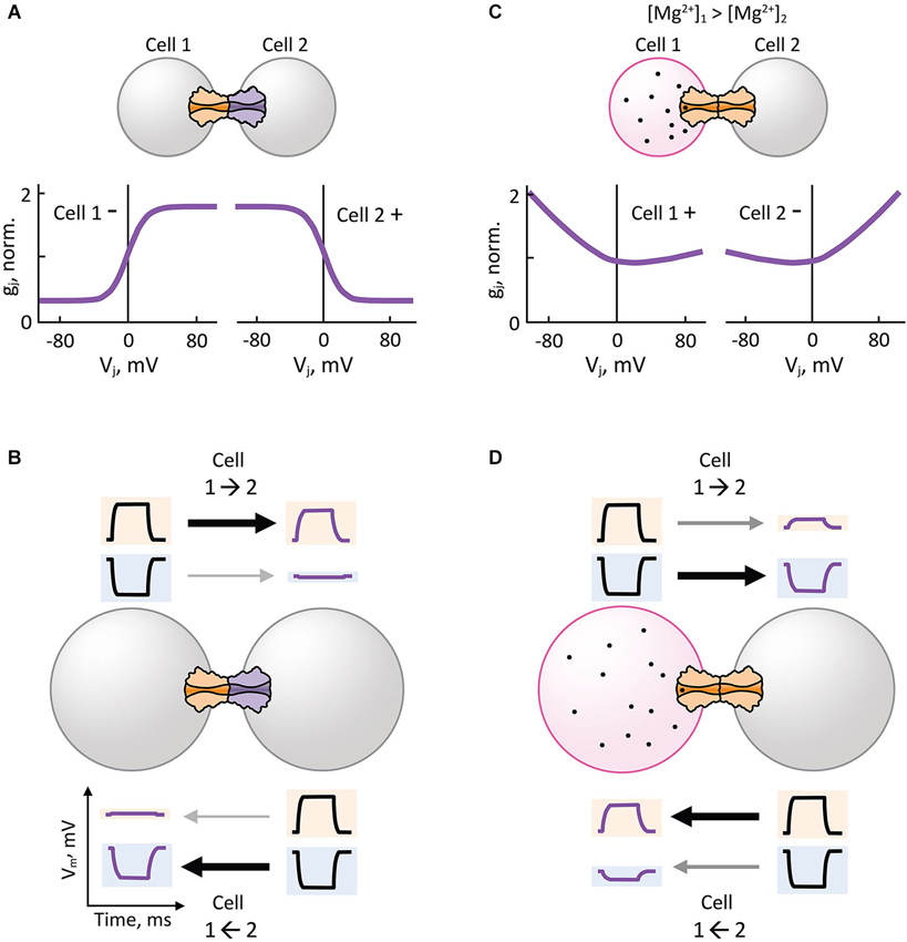 Frontiers Hemichannel composition and electrical synaptic