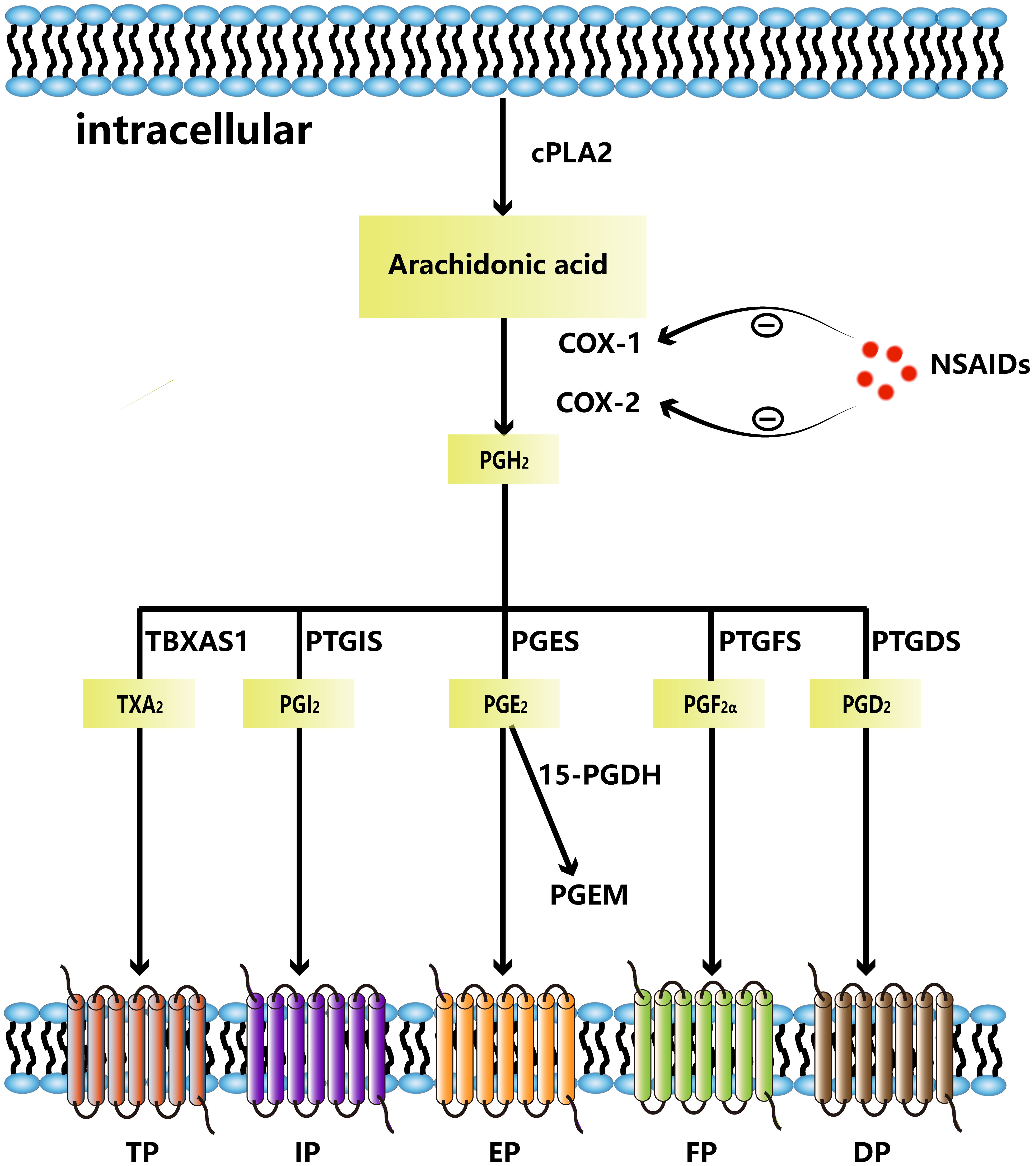 Frontiers Cyclooxygenase2Prostaglandin E2 pathway A key player in