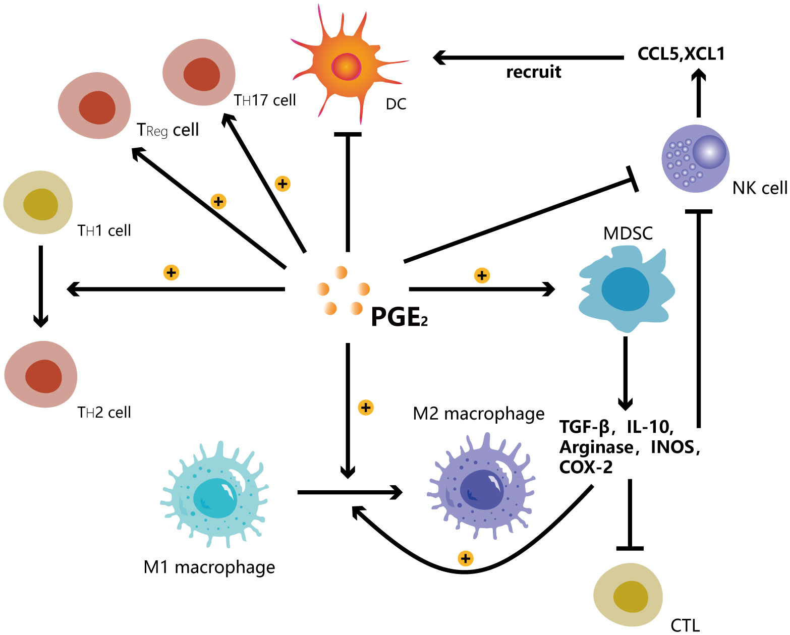 Frontiers Cyclooxygenase2Prostaglandin E2 pathway A key player in(04)