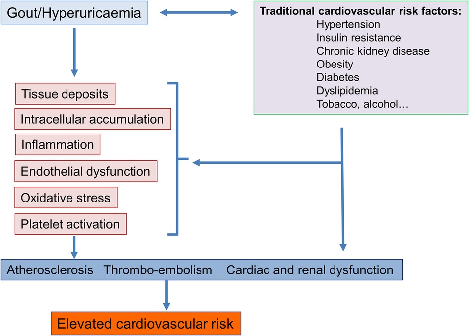 Frontiers Gout and hyperuricaemia modifiable cardiovascular risk