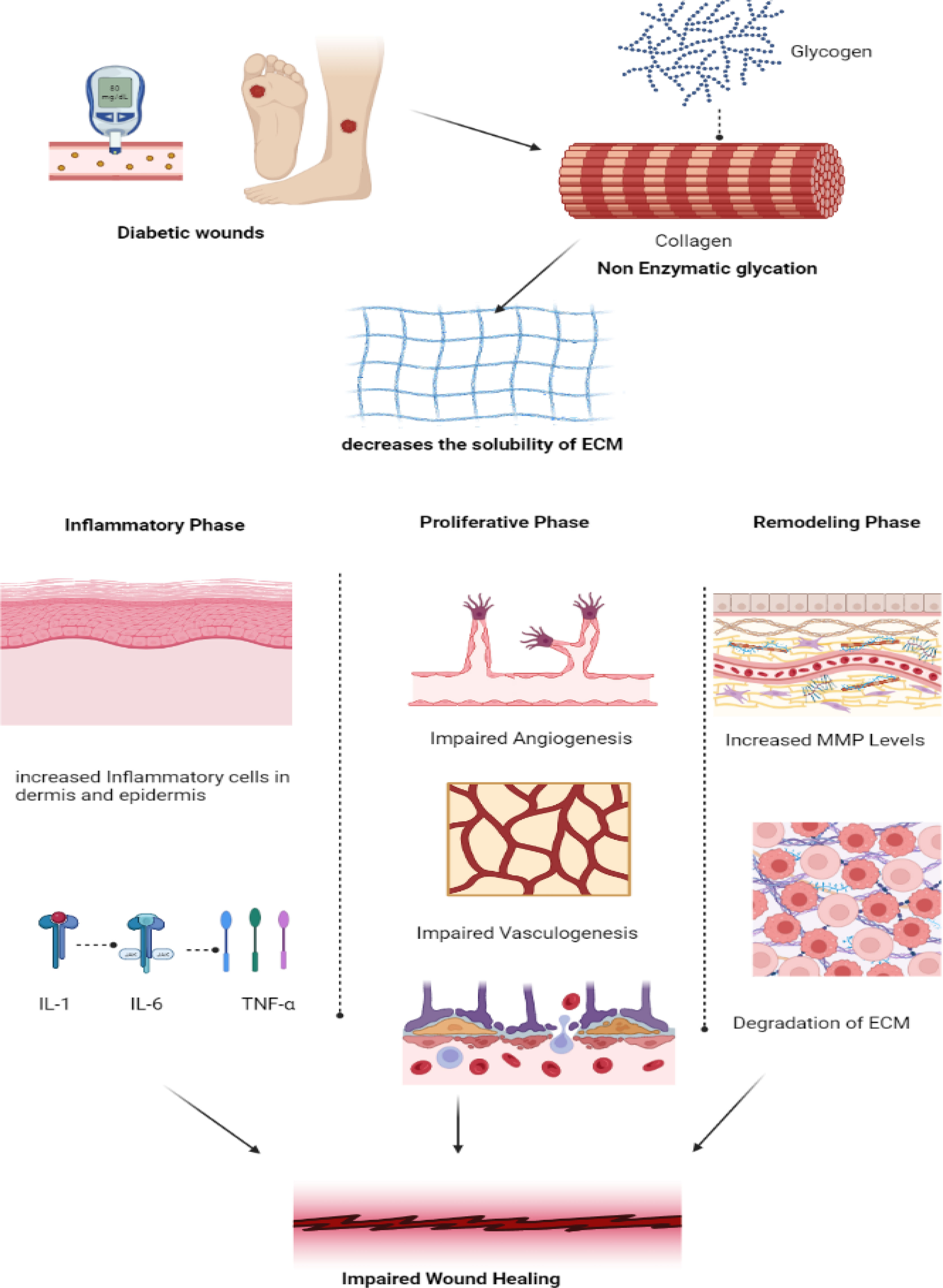 Frontiers Exploring the contribution of proinflammatory cytokines to