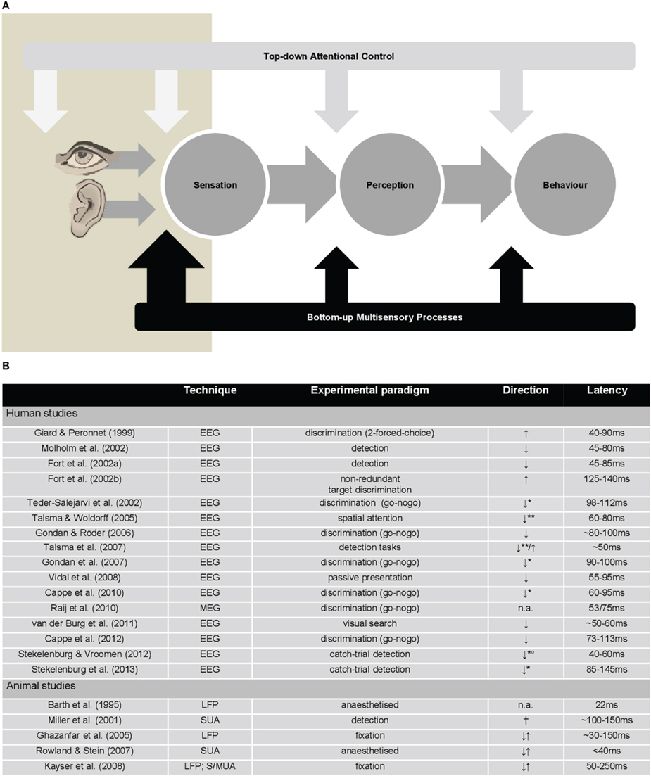 Frontiers Topdown control and early multisensory processes chicken