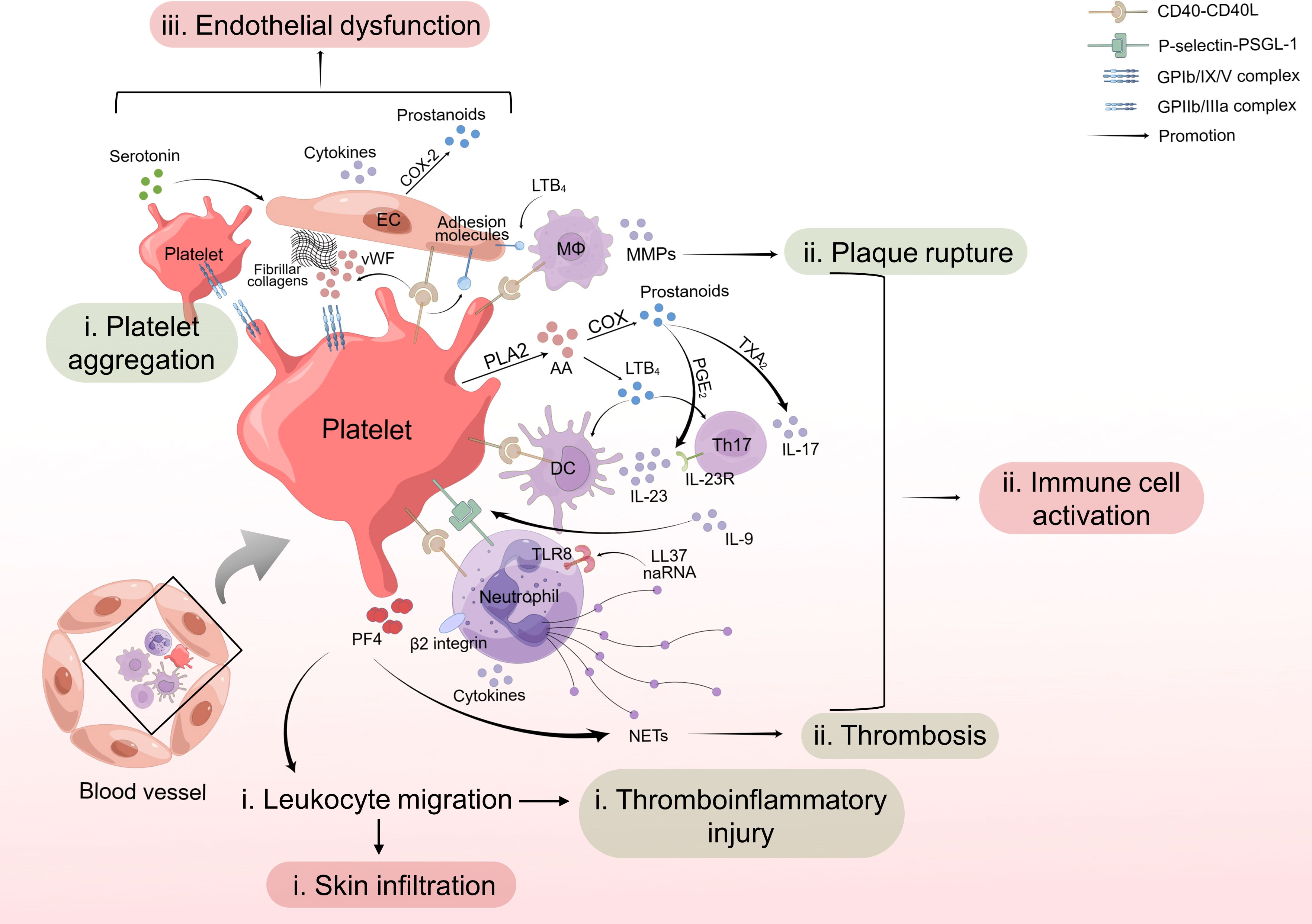 Frontiers Platelet activation a promoter for psoriasis and its comorbidity, cardiovascular