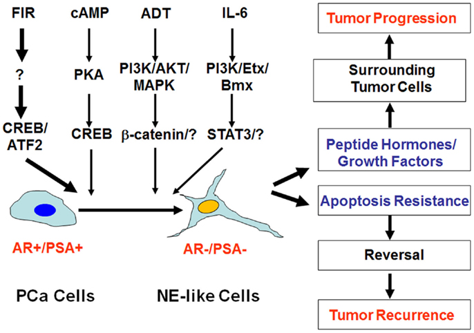 Frontiers Neuroendocrine Differentiation in Prostate Cancer A
