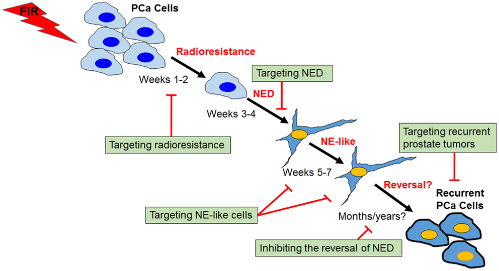 Frontiers Neuroendocrine Differentiation in Prostate Cancer A