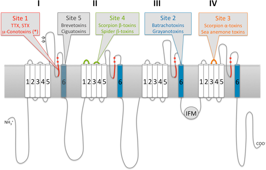 VoltageGated Sodium Channel beta Subunits