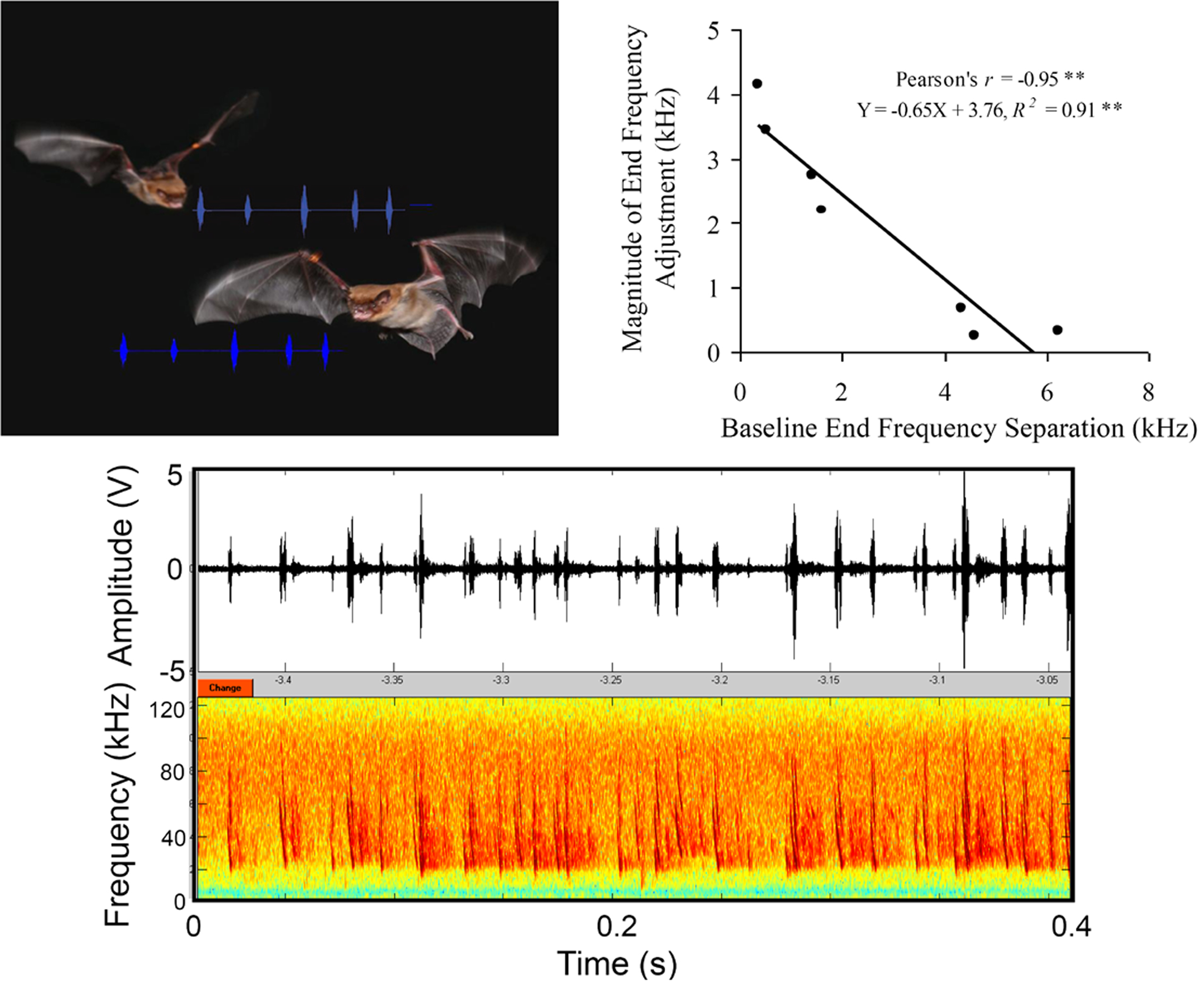 Frontiers Probing the Natural Scene by Echolocation in Bats