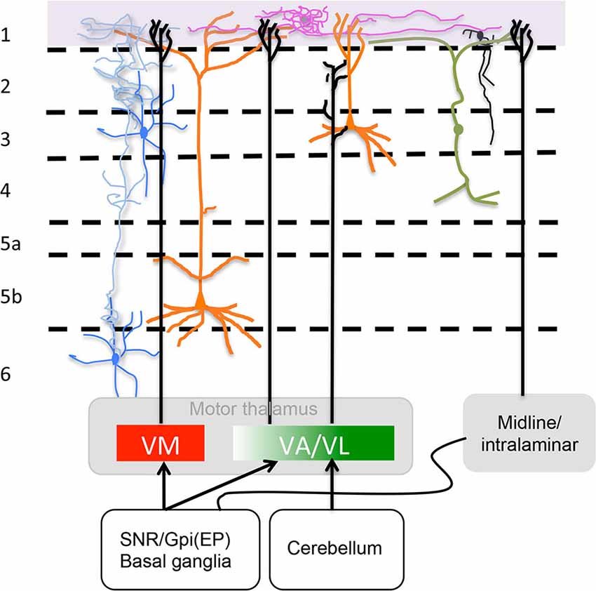 Frontiers Basal ganglia—thalamus and the “crowning enigma