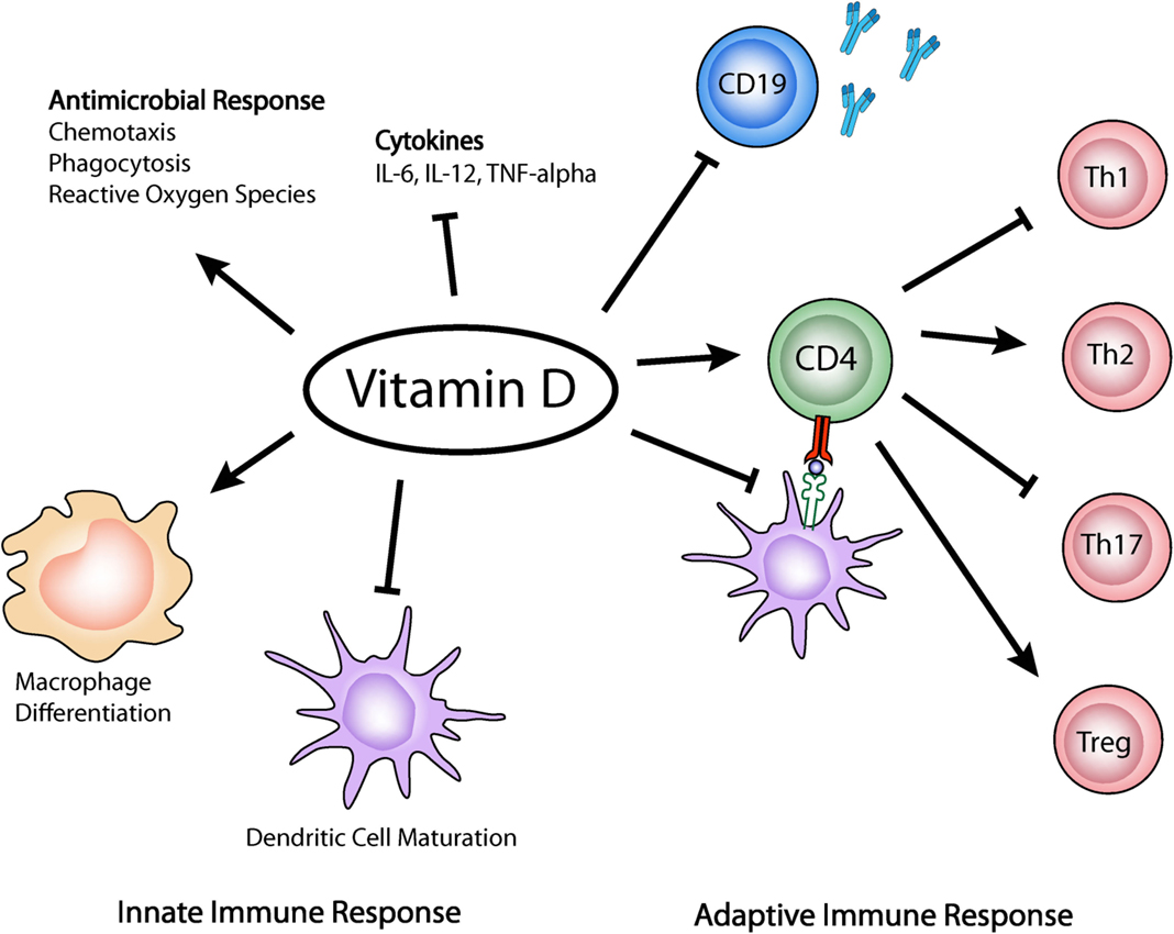 Frontiers Immune Response Modulation by Vitamin D Role in Systemic Lupus Erythematosus
