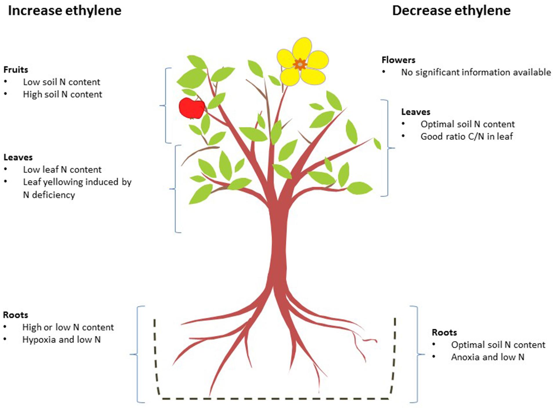 Frontiers Role of ethylene in responses of plants to nitrogen