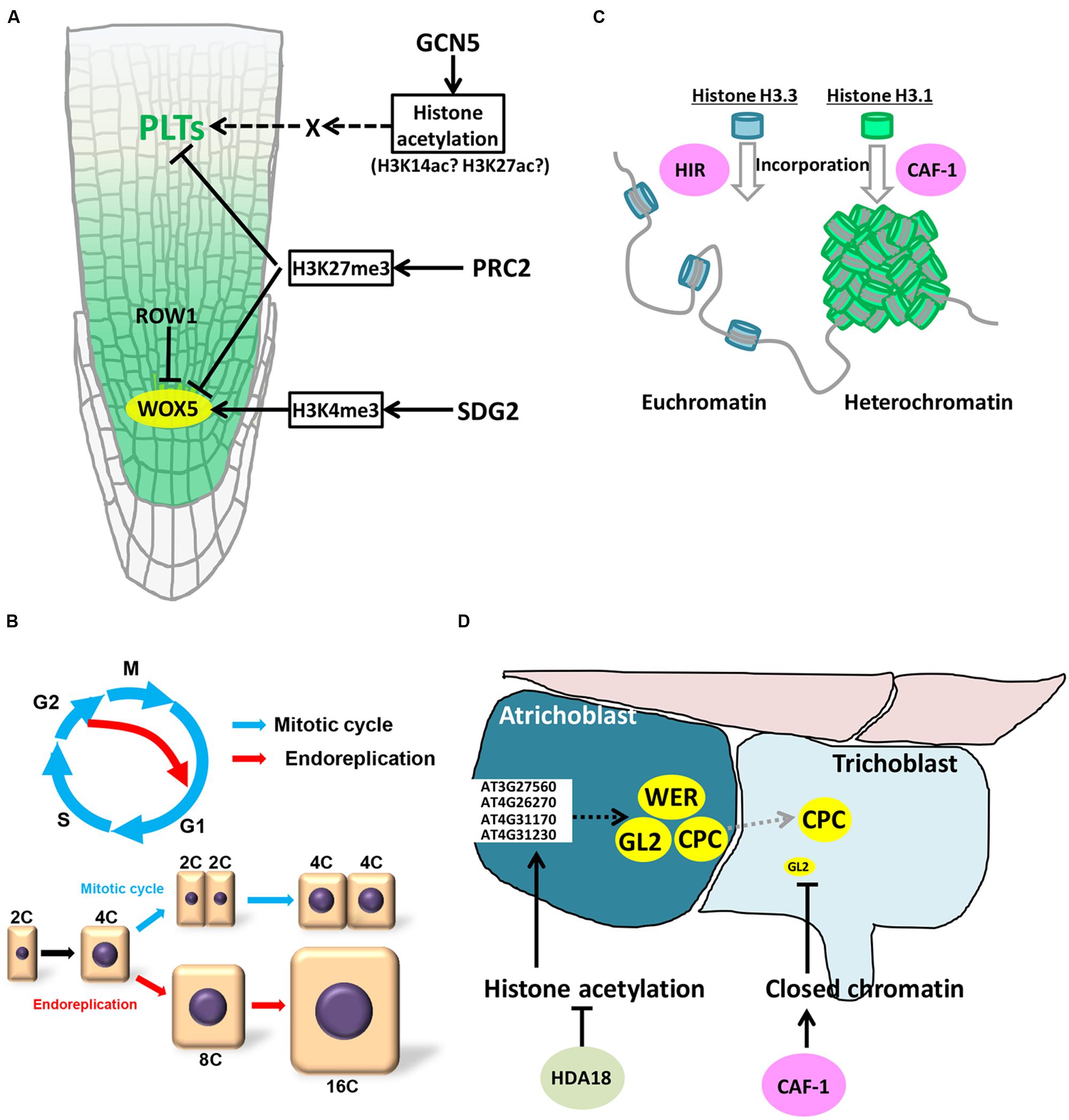 Frontiers Control of Cell Division and Cell