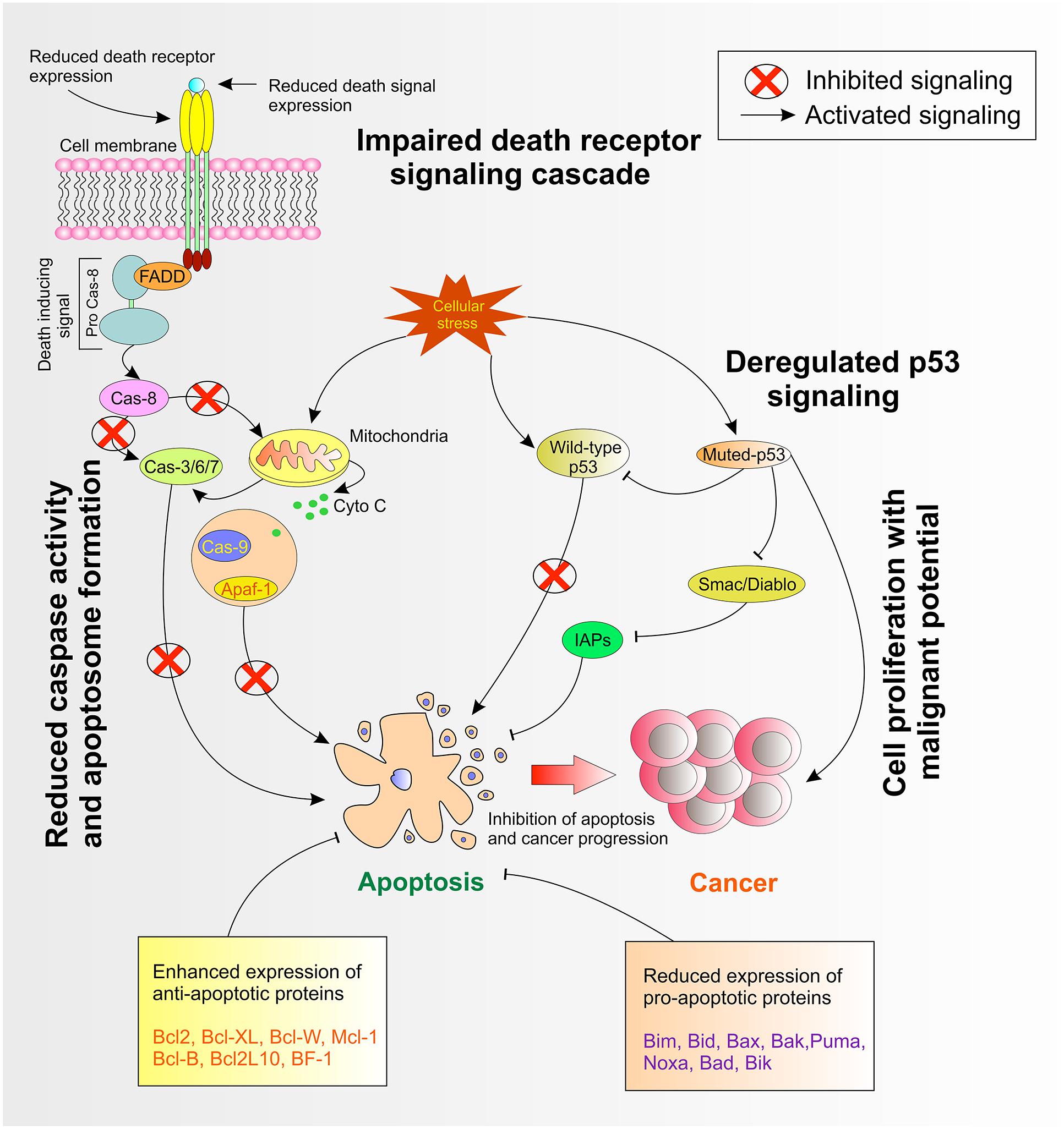 Frontiers The Modulation of Apoptotic Pathways by Gammaherpesviruses