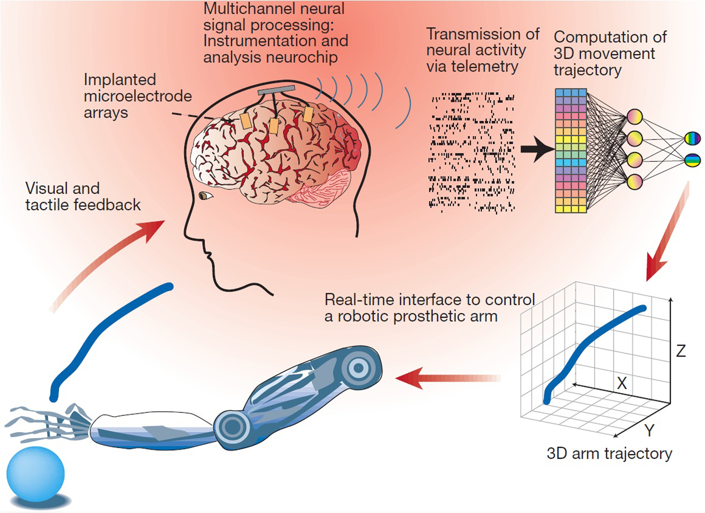 Frontiers Neuroengineering Tools/Applications for Bidirectional