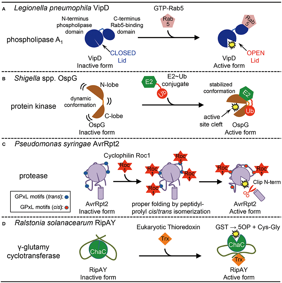 Frontiers Modification of Bacterial Effector Proteins Inside