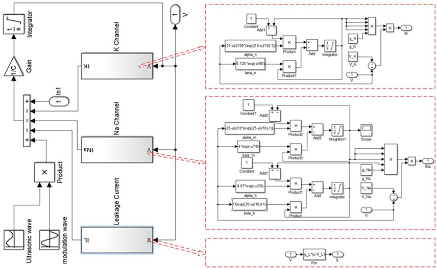 Frontiers A PhaseLocking Analysis of Neuronal Firing Rhythms with