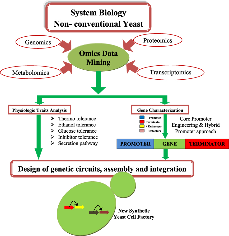 Frontiers Synthetic Biology and Metabolic Engineering Approaches and