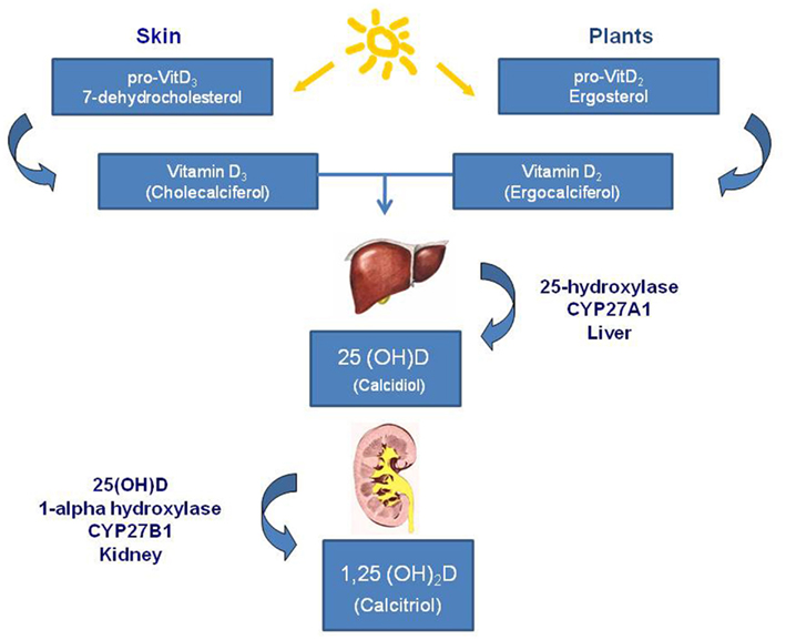 Frontiers Vitamin D and Cancer Endocrinology