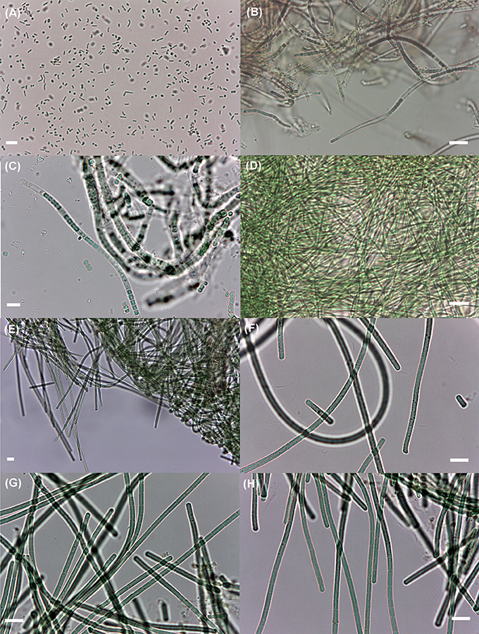 Frontiers Cyanobacterial Diversity in Microbial Mats from the