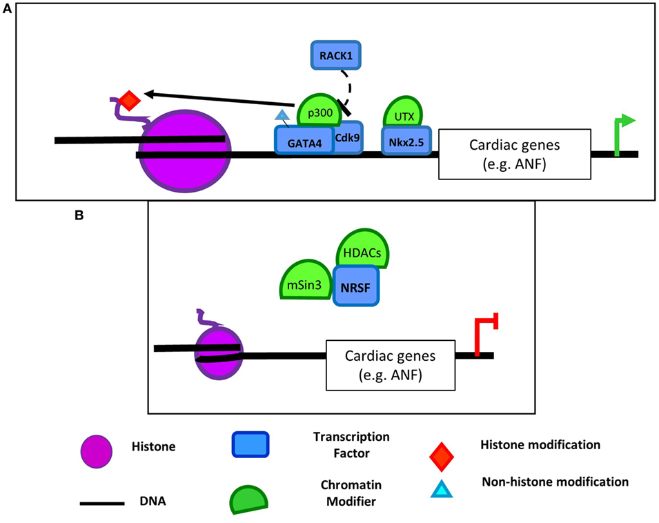 Frontiers Coordinating Regulation of Gene Expression in