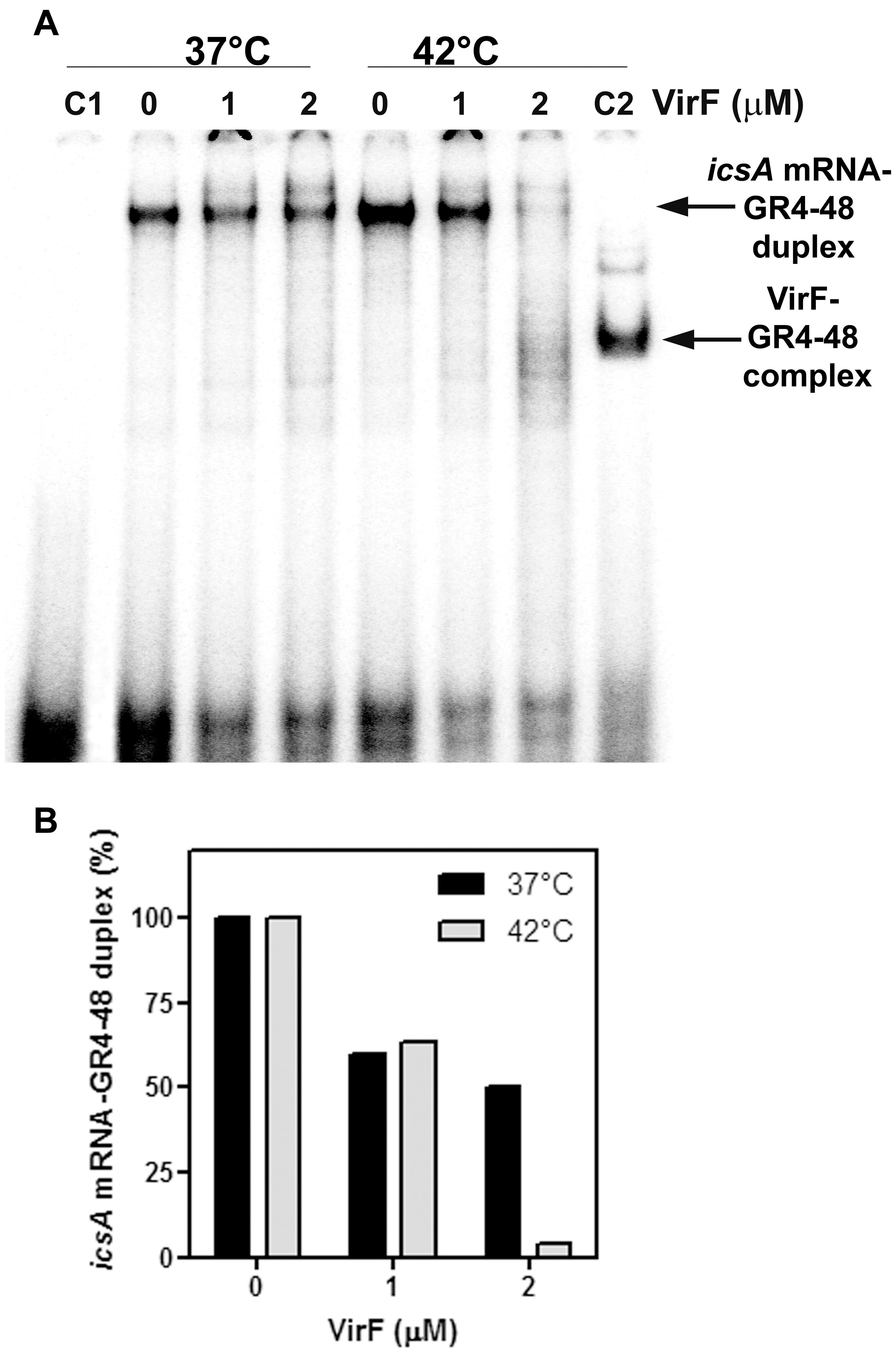 Frontiers VirF Relieves the Transcriptional Attenuation of the