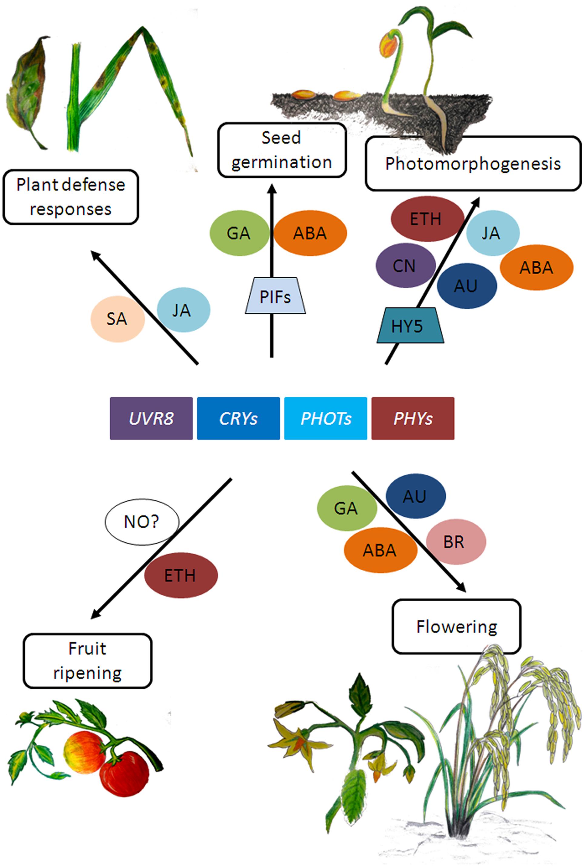 Frontiers Photoreceptor Mediated Plant Growth Responses