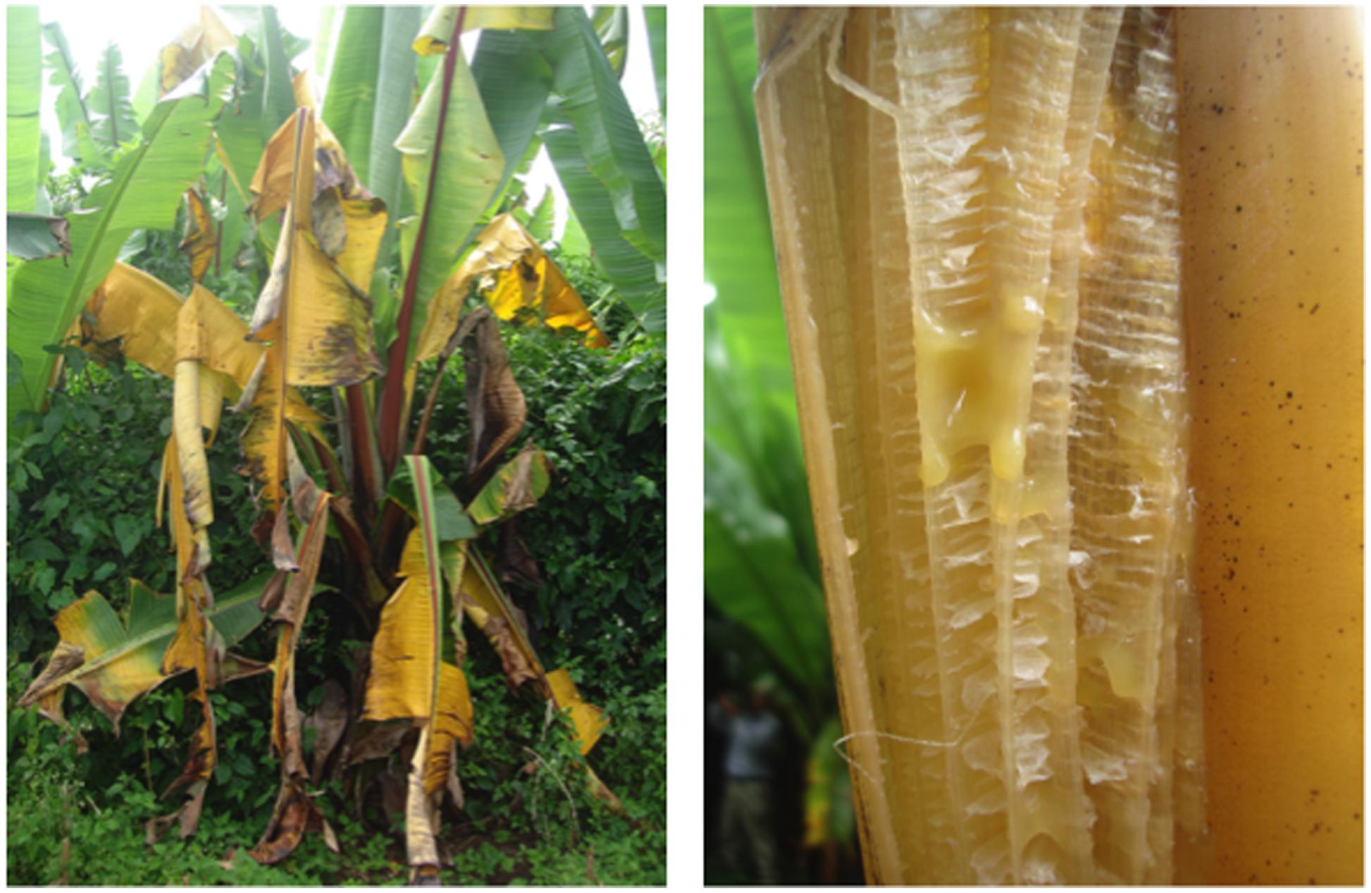 Frontiers Bacterial Diseases of Bananas and Enset Current State of