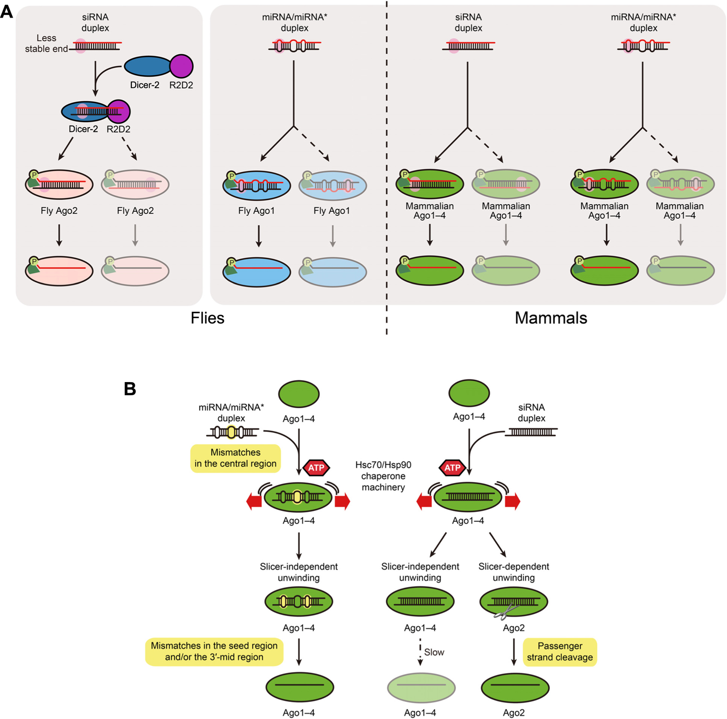 Frontiers miRNAlike duplexes as RNAi triggers with improved