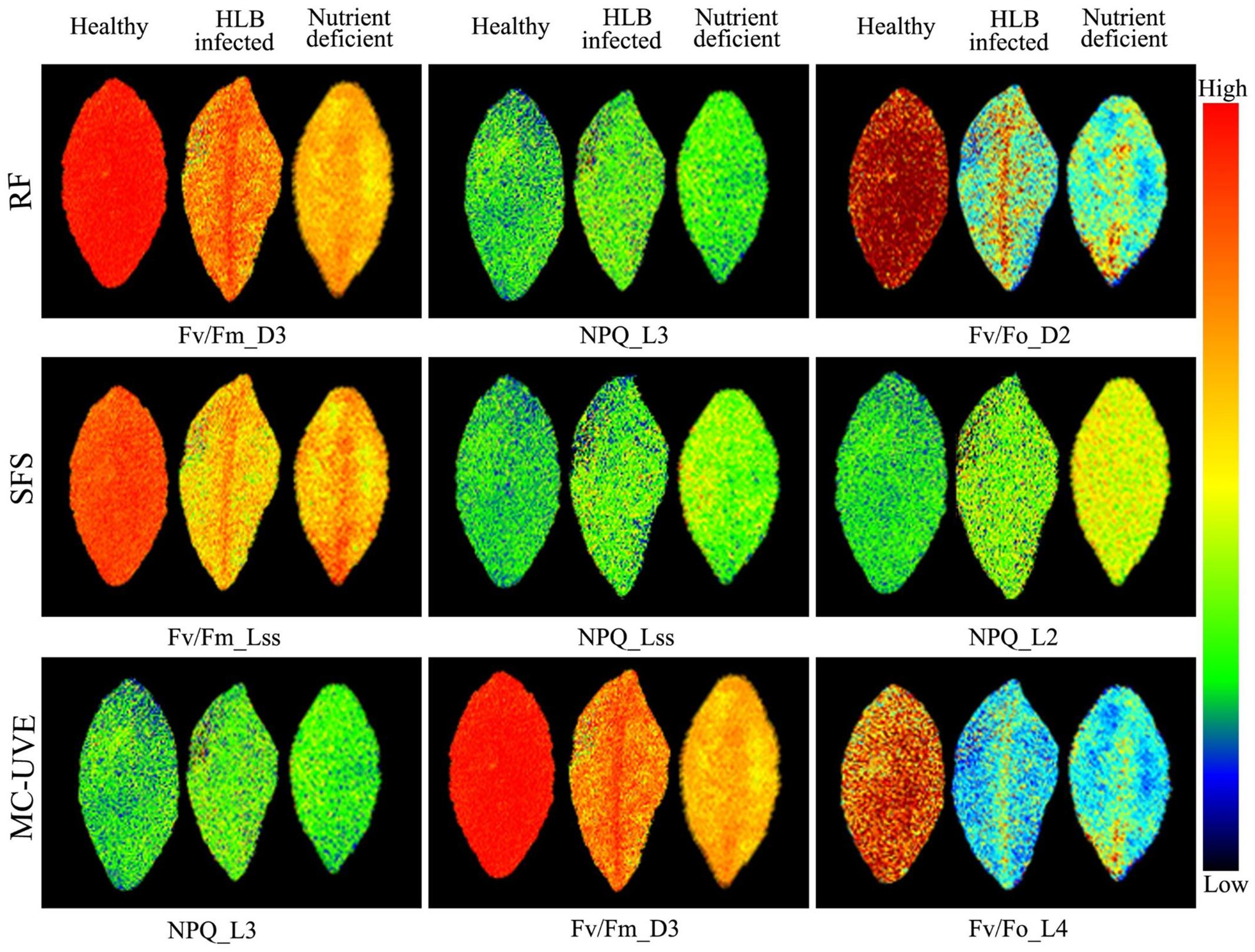 Frontiers Chlorophyll Fluorescence Imaging Uncovers Photosynthetic