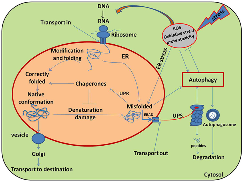 Frontiers Responses of Plant Proteins to Heavy Metal