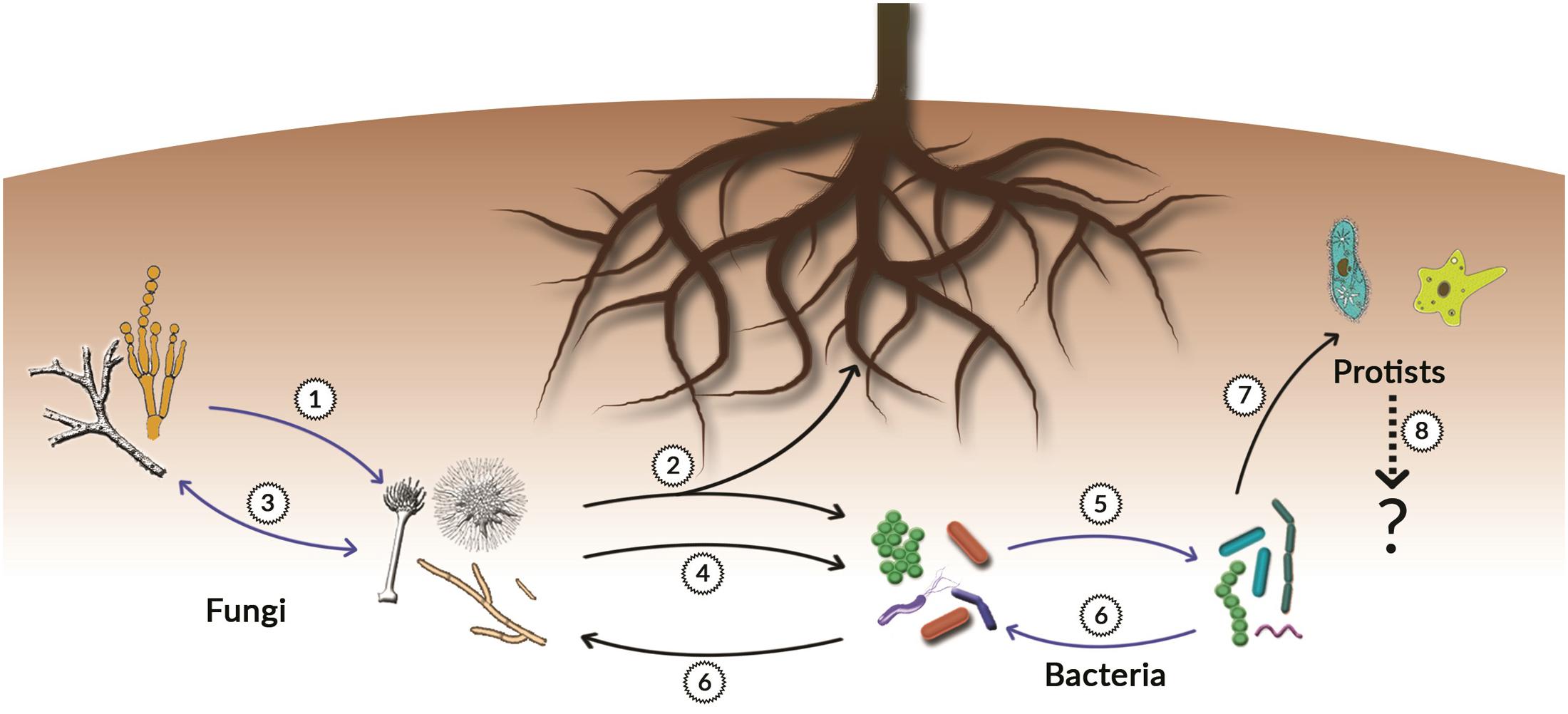 Frontiers Microbial Volatiles Small Molecules with an Important Role