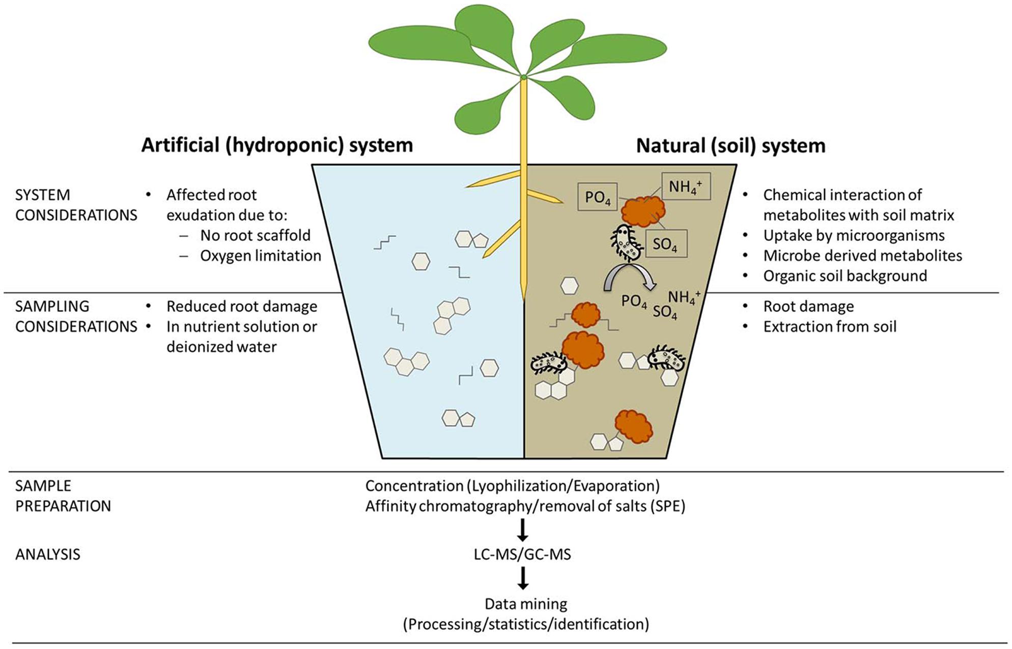 Frontiers The Role of Soil in Plant Mineral Nutrition