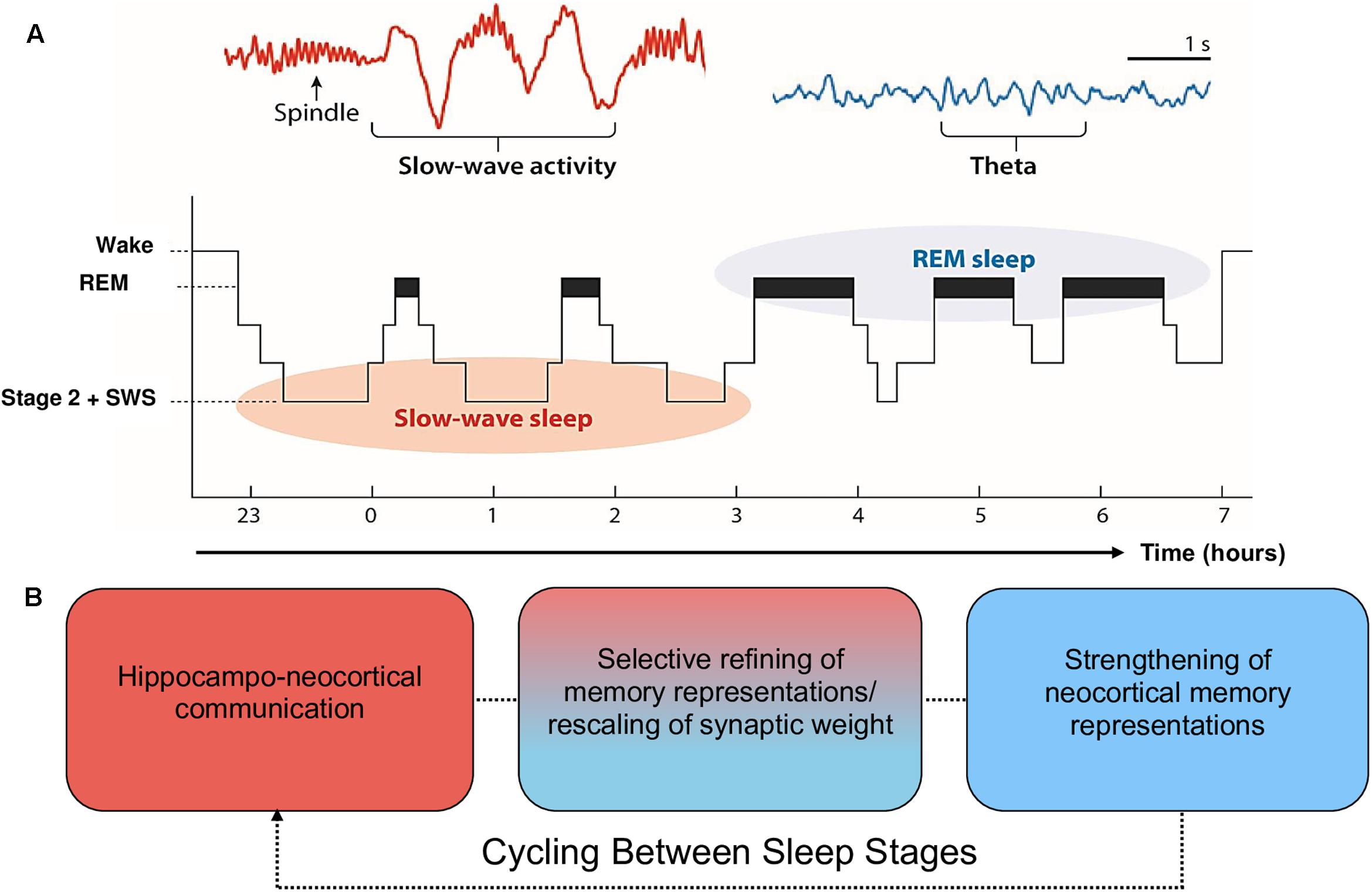 Frontiers SleepDependent Memory Consolidation and Incremental
