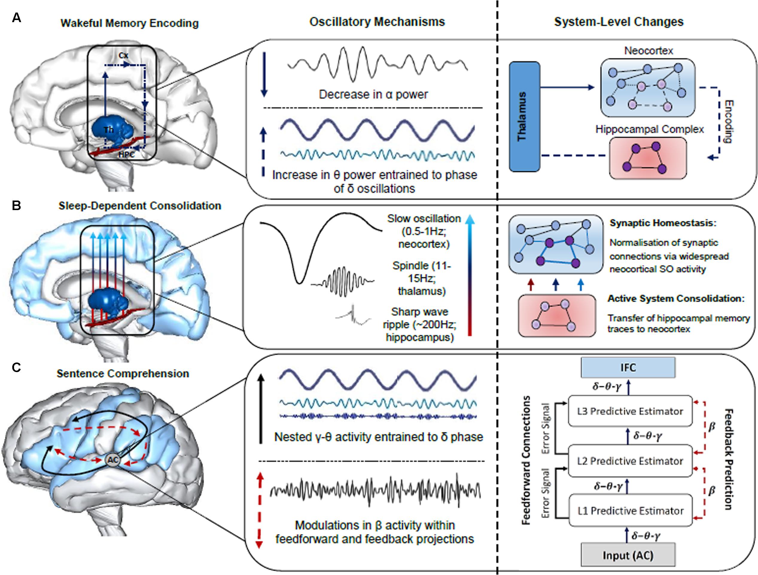 Frontiers SleepDependent Memory Consolidation and Incremental