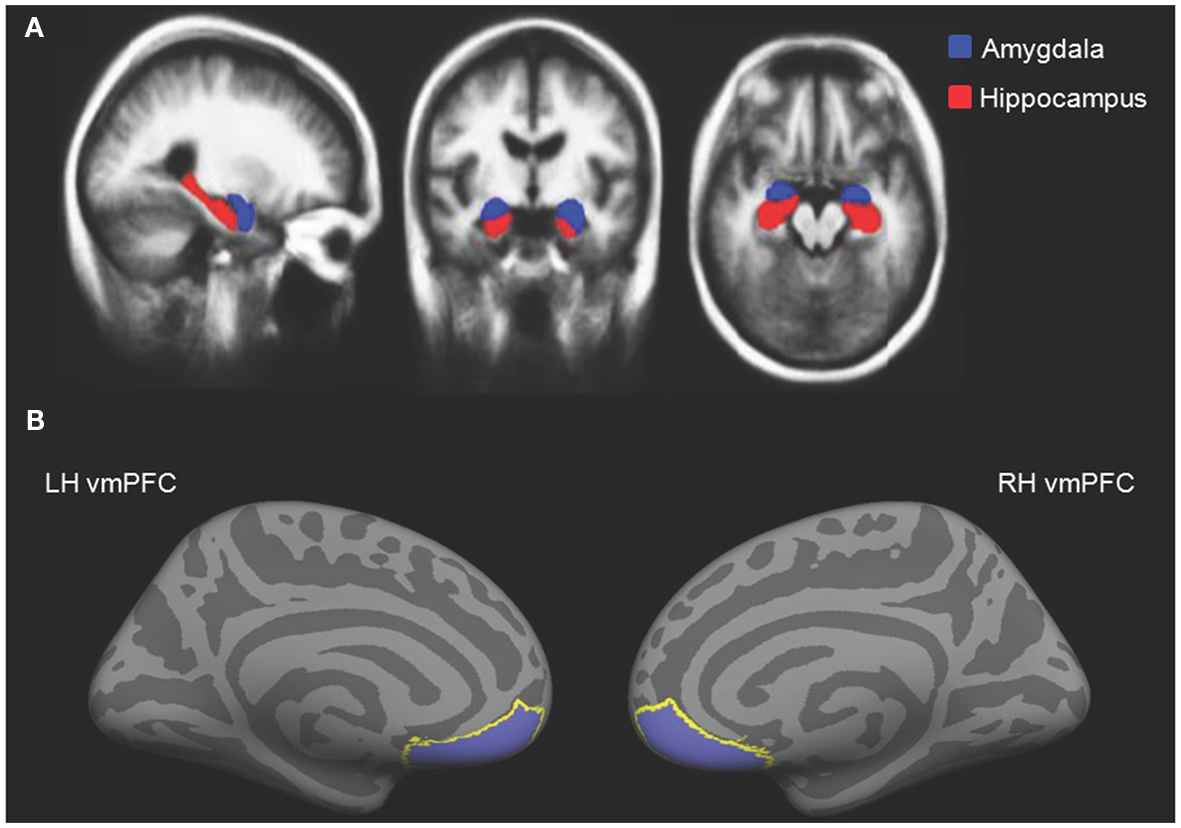 Frontiers Structural Variation within the Amygdala and