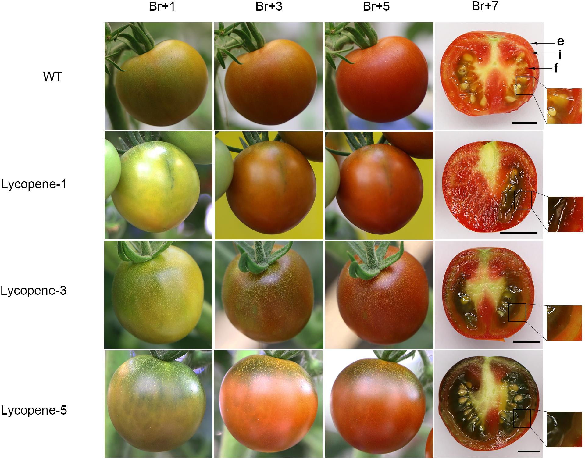 Frontiers Lycopene Is Enriched in Tomato Fruit by CRISPR/Cas9