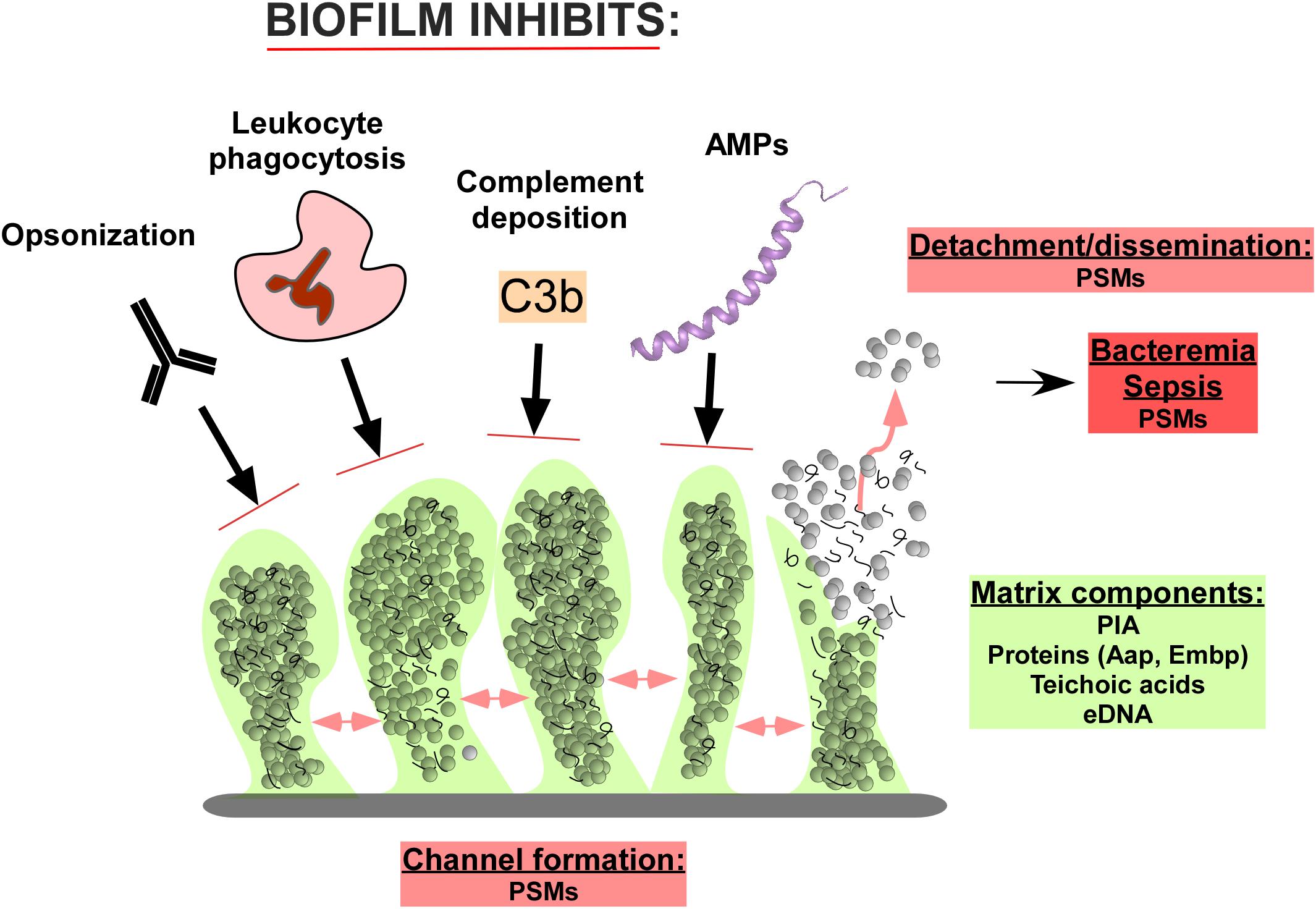 Staphylococcus Epidermidis Adhesion And Biofilm Formation Onto