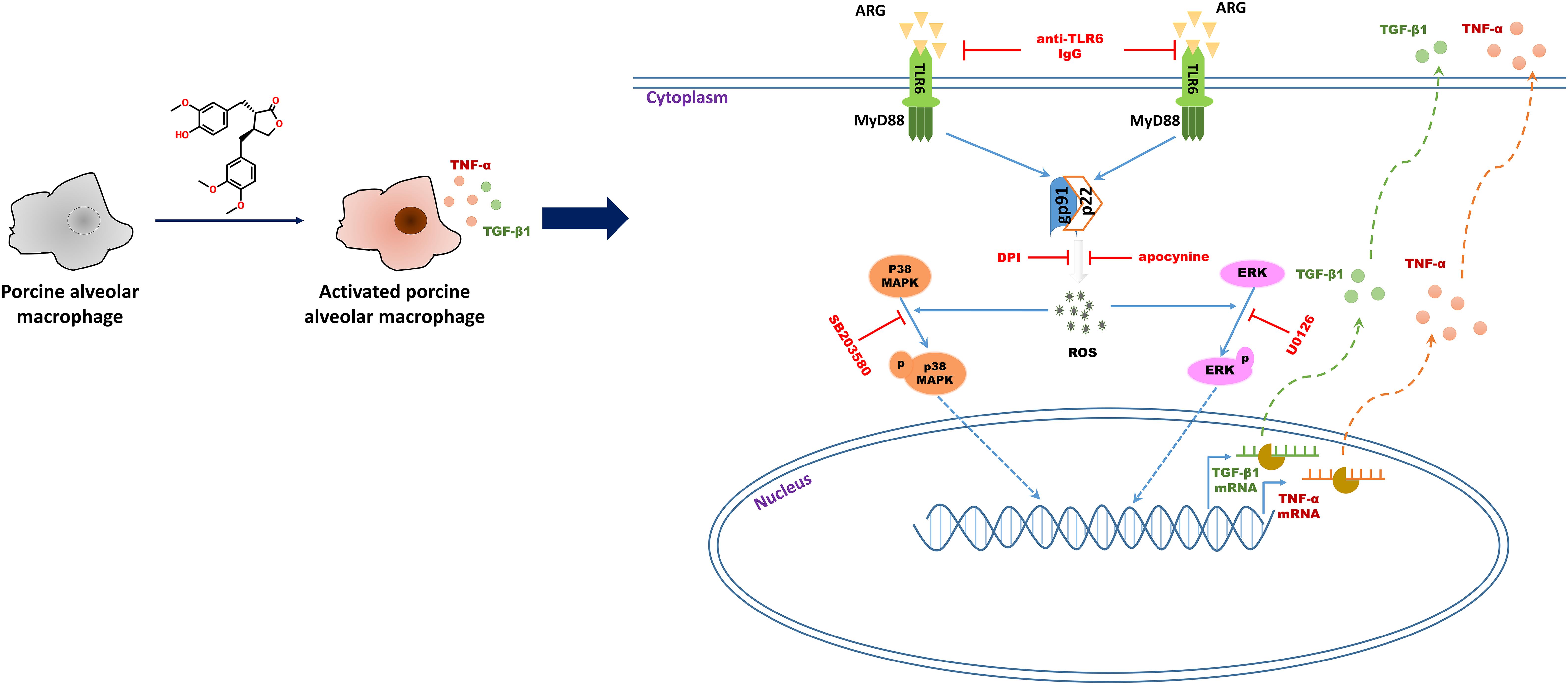 Frontiers Arctigenin Induces an Activation Response in Porcine