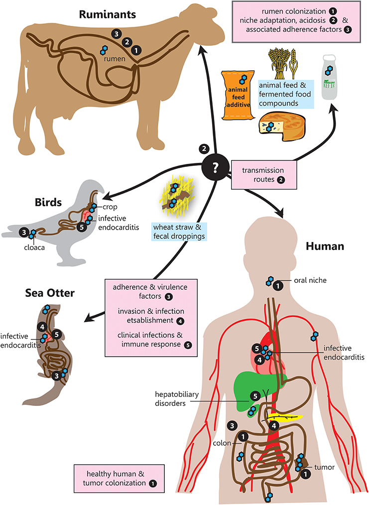 Which Of The Following Best Describes Streptococcus Bovis? Best Laptop