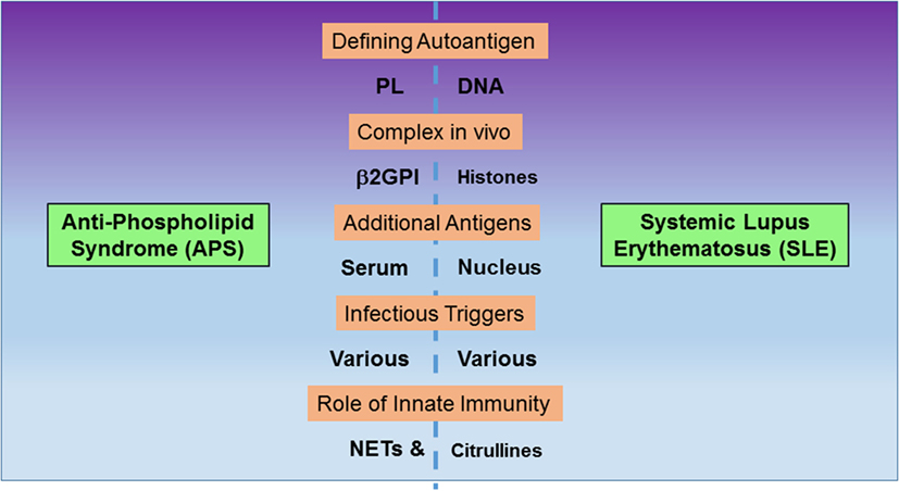 Frontiers Cellular and Molecular Mechanisms of AntiPhospholipid Frontiers Cellular and Molecular Mechanisms of AntiPhospholipid