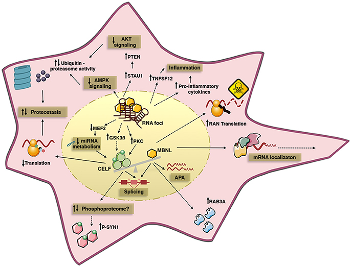 Frontiers Of Mice and Men Advances in the Understanding of