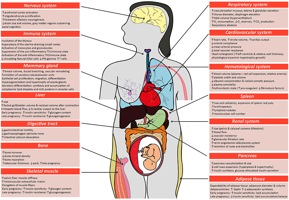 Frontiers The Role of Placental Hormones in Mediating Maternal